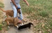  فيديو: مشهد قاس لكلبين يقتلان قطة في حديقة بيافا 